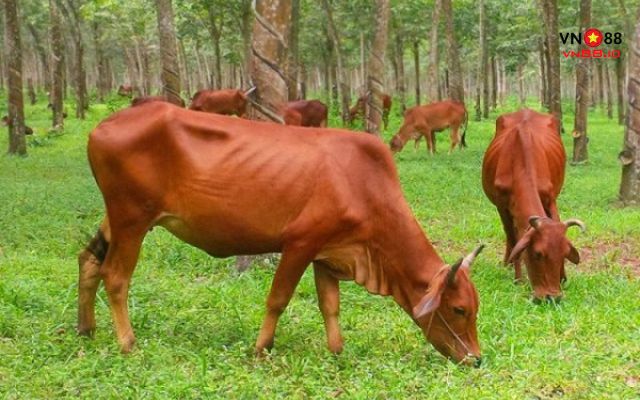 Chiêm bao thấy con bò có ý nghĩa gì