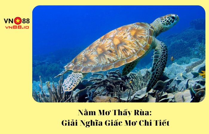 nằm mơ thấy rùa