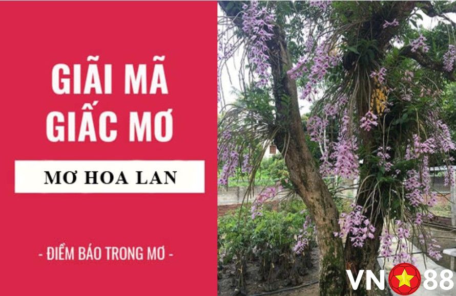 Liên hệ giải mã giấc mơ thấy hoa lan