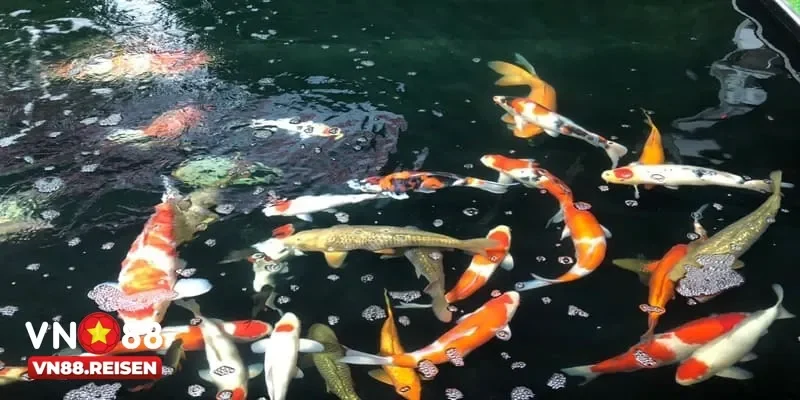 ban ca koi